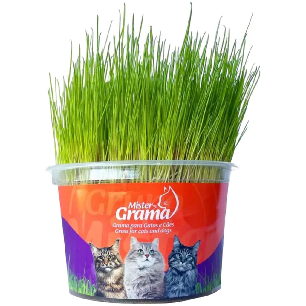 Graminha para Gatos - Mister Grama