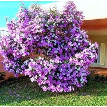 ENVIO SUPER RÁPIDO Manacá Da Serra Tibouchina Mutabilis 100 Sementes P/ Mudas top Premium EXCLUSIVO