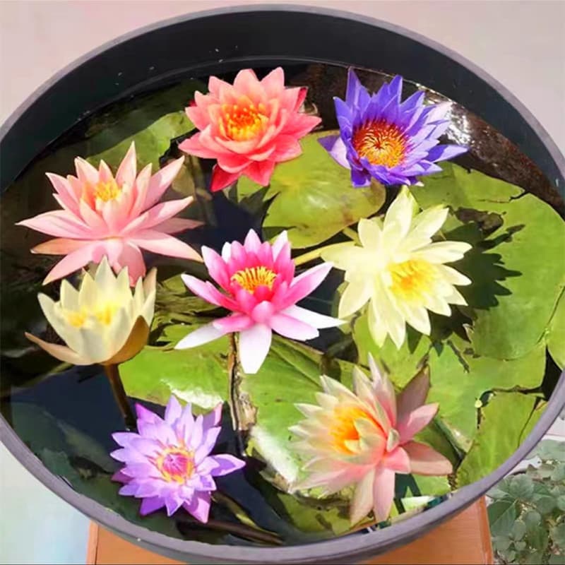 Sementes Originais de Lótus Nenúfar  à Venda Frescas pcs Plantas de Lótus Nenúfar Hidropônicas