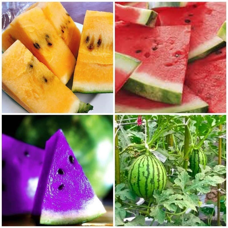 Rara 48  Sementes Melancia Roxa - Vermelha - Amarela + AII