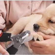 Alicate pet cortador unha grande tesoura higiene patas cachorro gato cuidado durável
