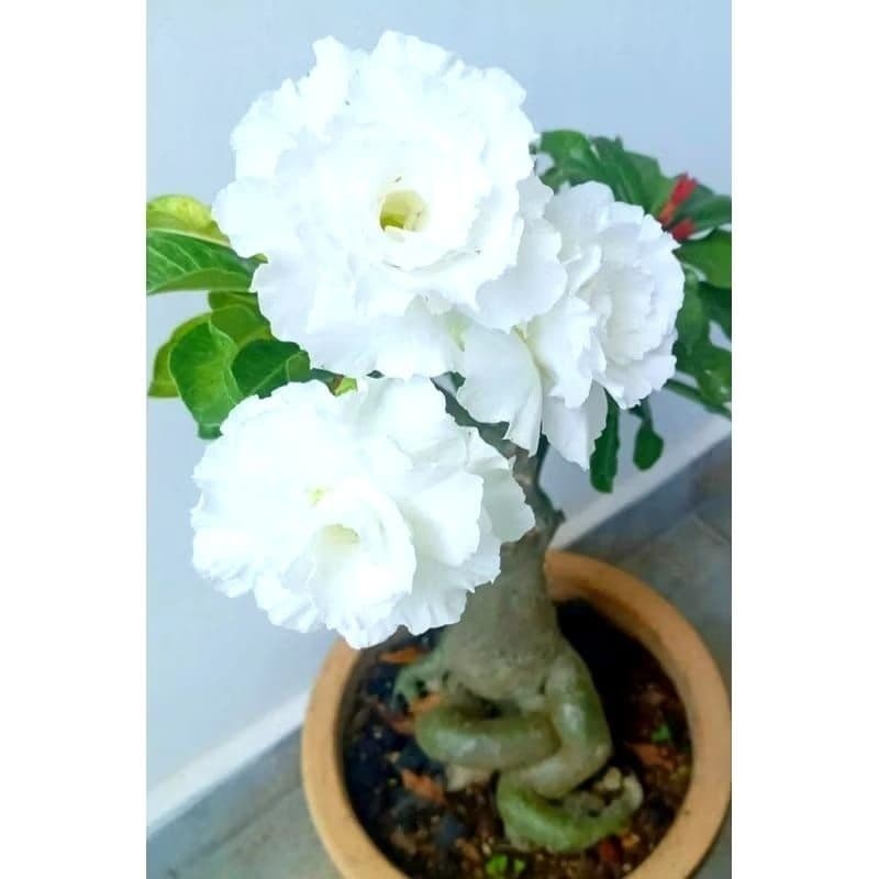 cultivo divertido RARA sementes de rosas do deserto pétalas triplas cor (Branco nuvem ) alta germinação