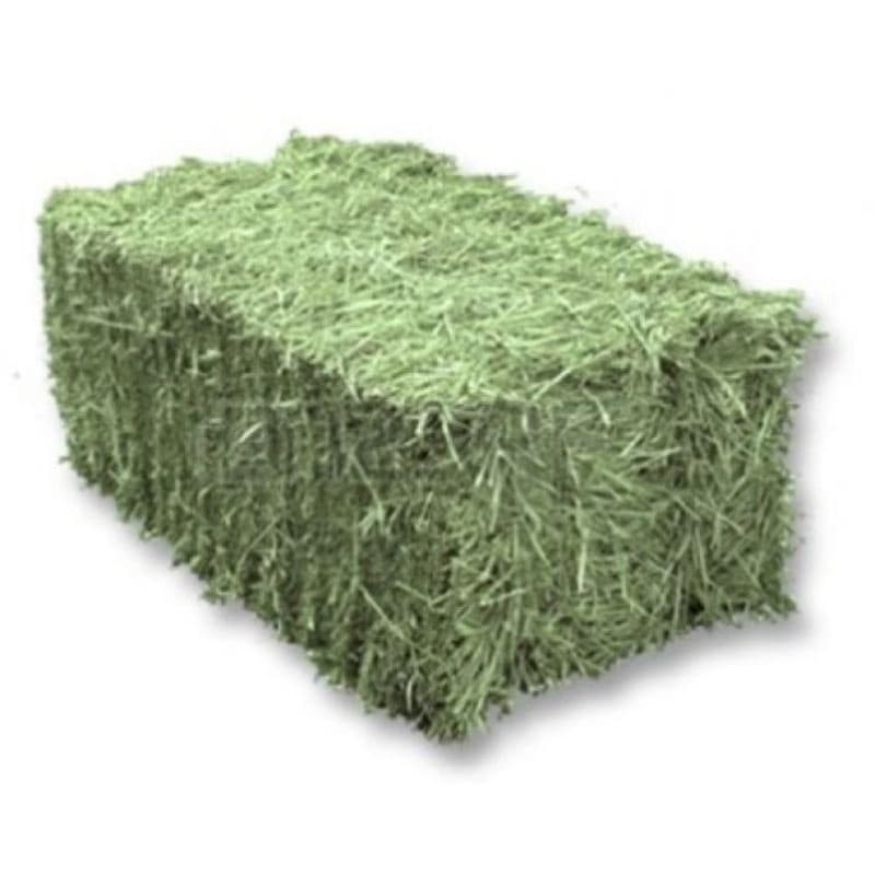 Feno Tifton Verdinho P/ Coelho, Porquinho da Índia e Roedores de Excelente Qualidade A Granel