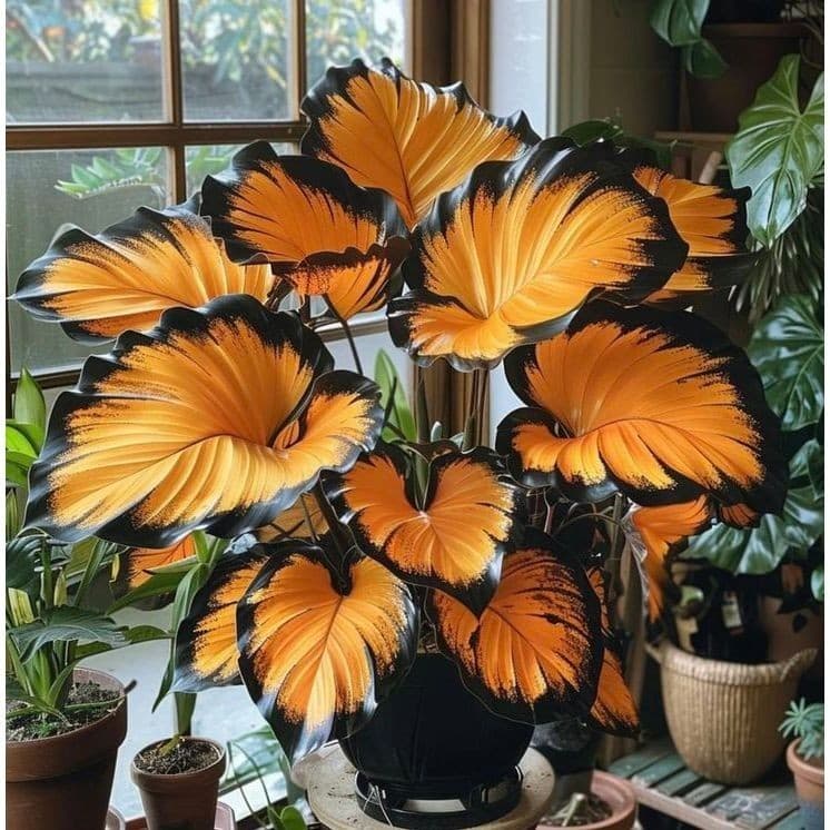 100 sementes  Caladium 'Dr. Moore' com manual de cultivo pronta entrega envio 24h V V