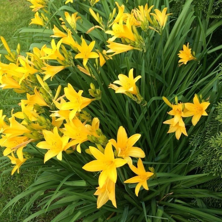 lirio do vento amarelo  Zephyranthes citrina 100 sementes com manual de cutivo