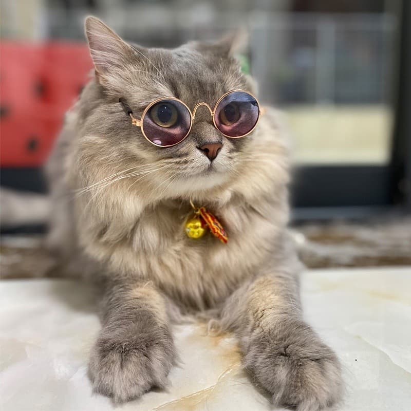 Vintage Round Cat Eyewear Dog Sunglasses Reflection Glasses Pet Products for Dog Kitten Dog Cat Accessories Personality 