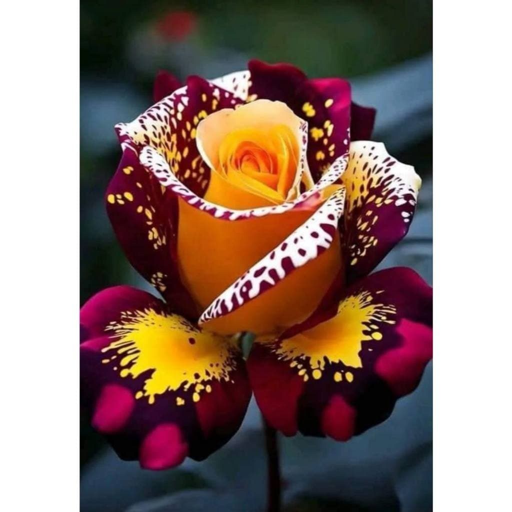 Rosa gallica var. versicolor - 100 sementes com manual de cultivo pronta entrega envio em 24h II