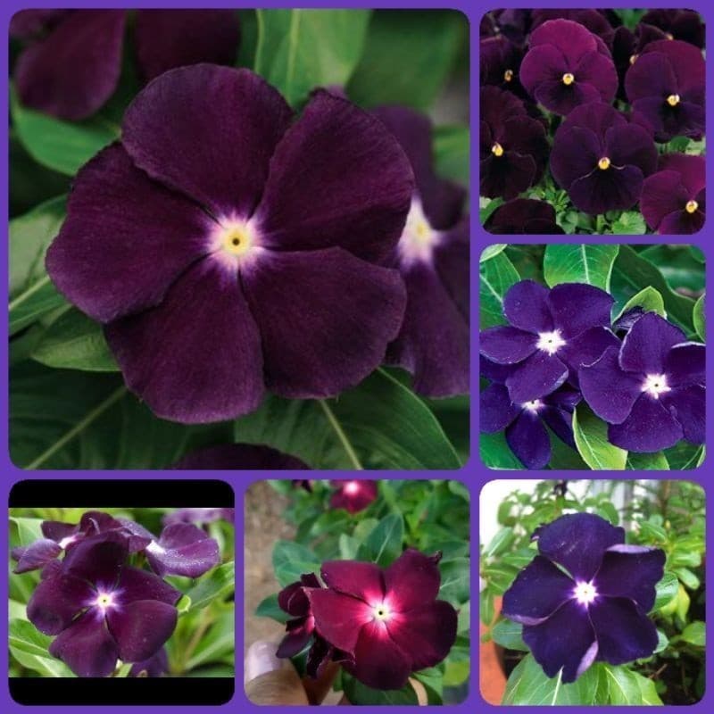 EXCLUSIVO 50 Sementes de Vinca de Madagascar Roxa ( Maria Sem Vergonha). Premium EXCLUSIVO