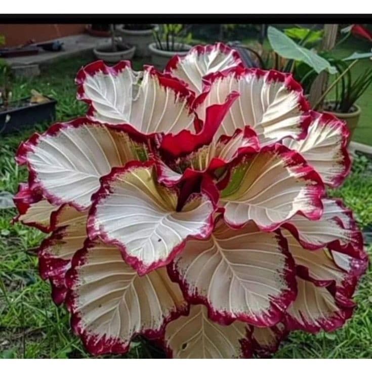 Caladium Encanto de Tempestade – 100 sementes com manual de cultivo II