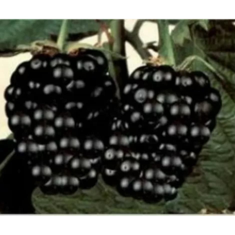 beleza natural  Sementes Amora Gigante Maior Fruto P/ Sementes +Manual l germina rápido