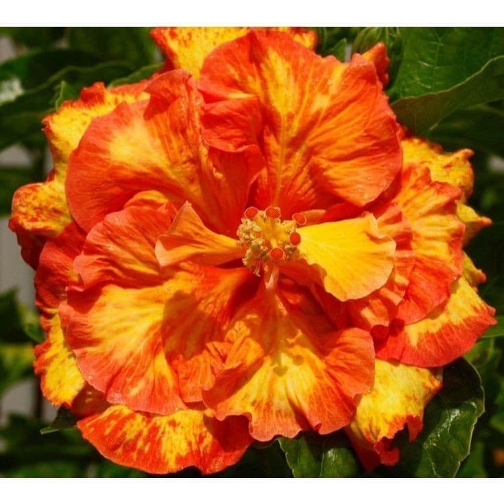 ENVIO SUPER RÁPIDO Hibisco Silver Charm – 100 sementes com manual de cultivo. II T1