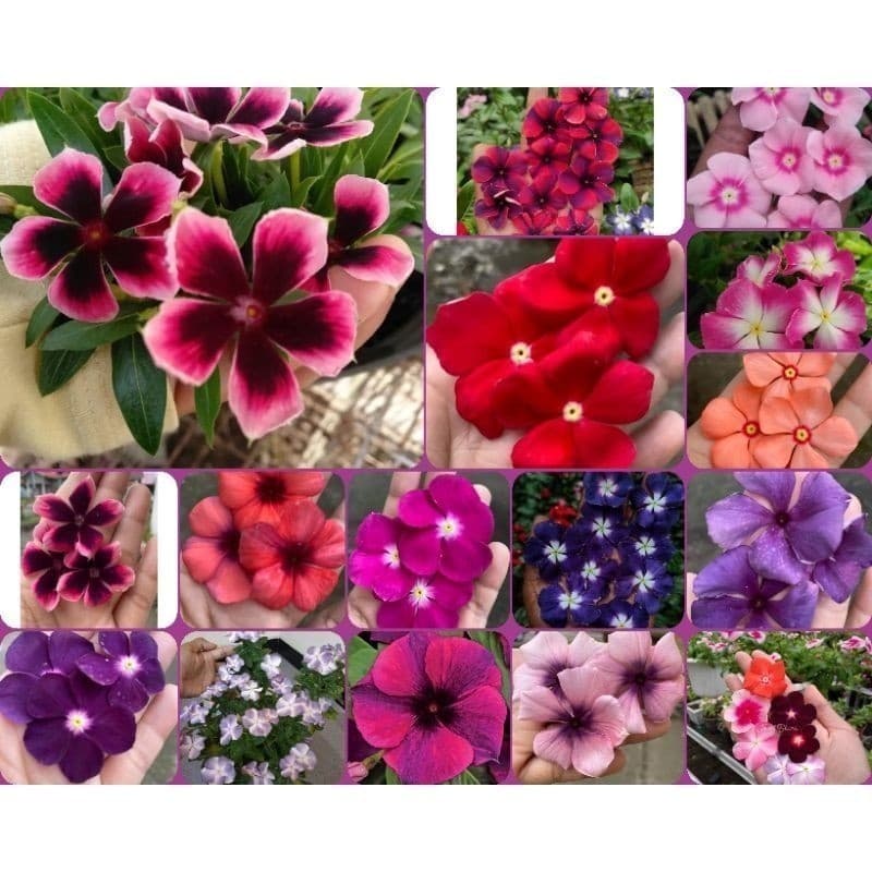 EXCLUSIVO 50 Sementes Vincas Madagascar Multicoloridas Cores Exóticas. Premium EXCLUSIVO T5