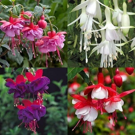 cultivo divertido Rara sementes brinco de princesa sortidos mix de especies com manual de cultivo