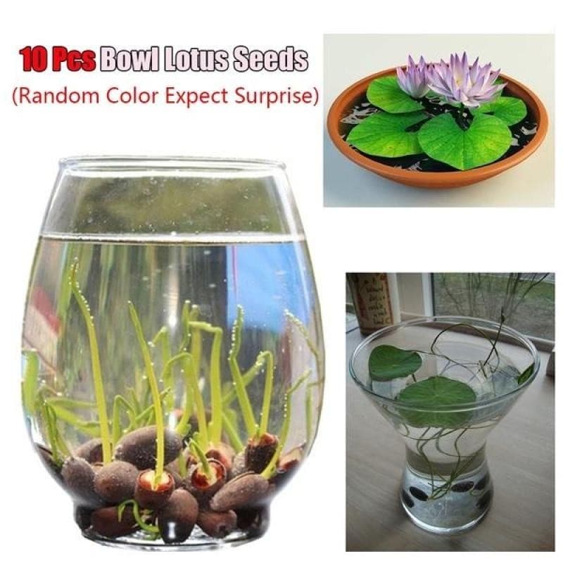 Natureza viva Sementes de Lótus Sementes Pçs Tigela Semente de Lótus Bonsai Flor