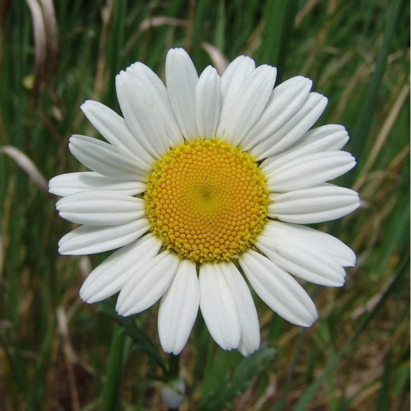 Margarida Gigante Branca 135 Sementes