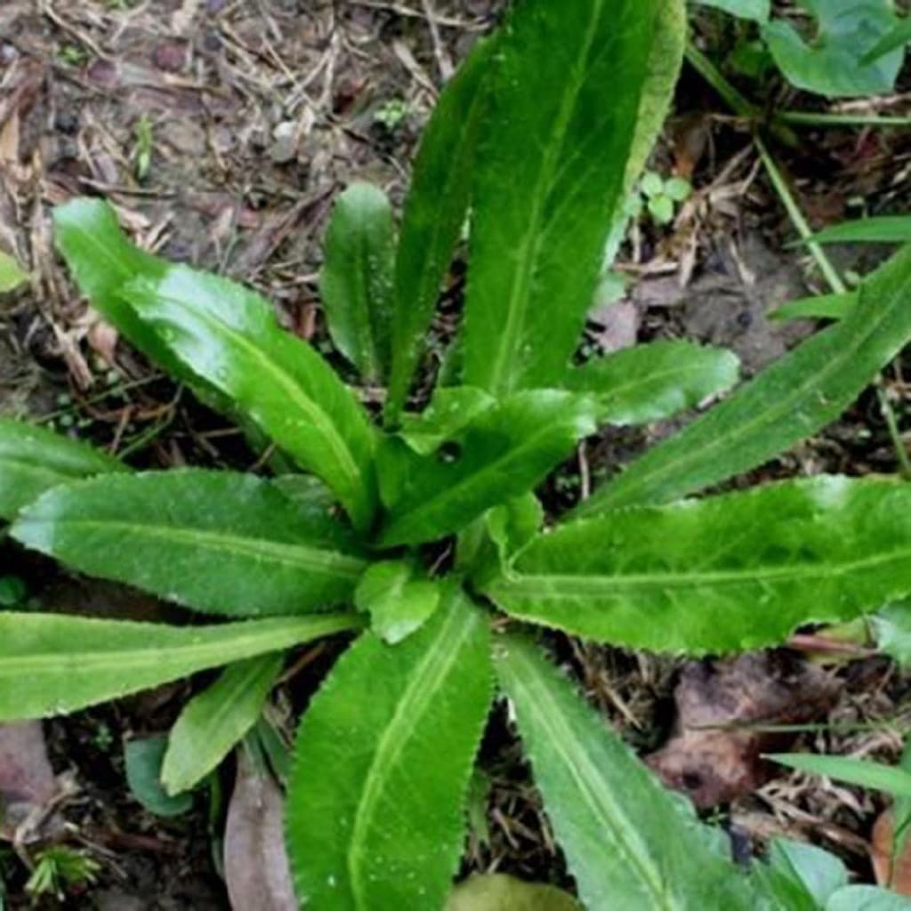 200 500 Sementes Recao Culantro Ancho Vegetal Eryngium Foetidum