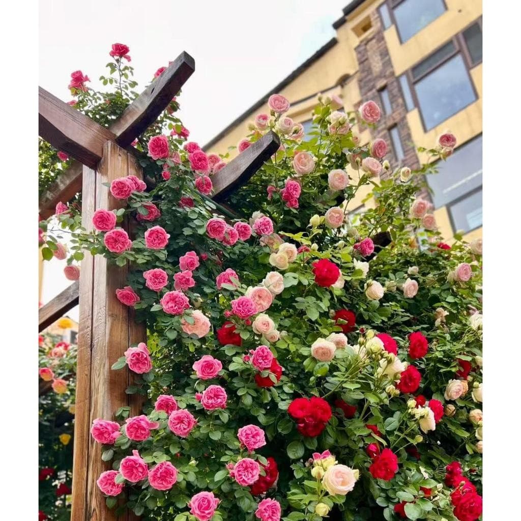 Sementes rosas trepadeiras sortidas de especies com manual Pronta Entrega Postagem em 24h