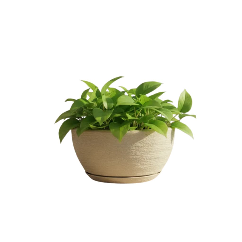 Vaso Decorativo em Polietileno para Planta Bacia Mini c Prato Coletor 26x13
