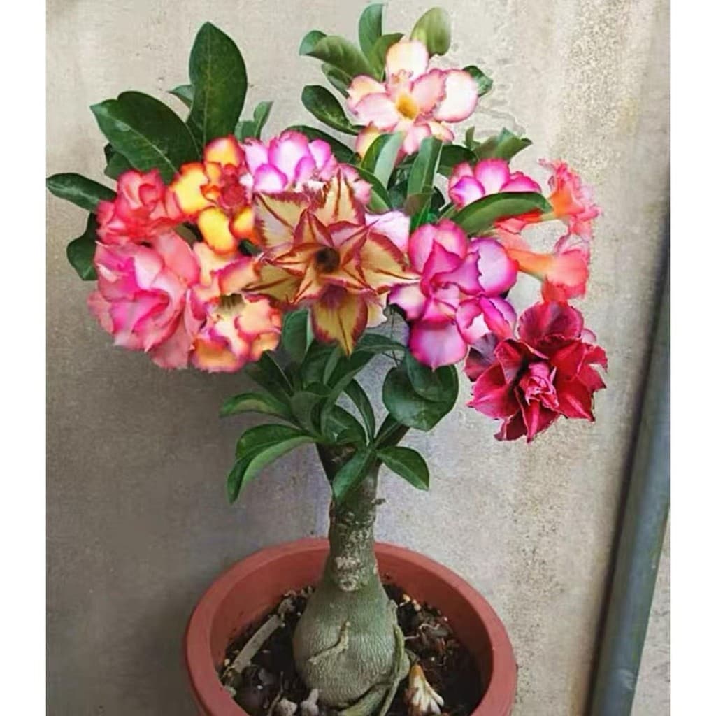 Sementes Coloridas De Rosas Do Deserto Sementes Originais Pronta Entrega Postagem em 24h