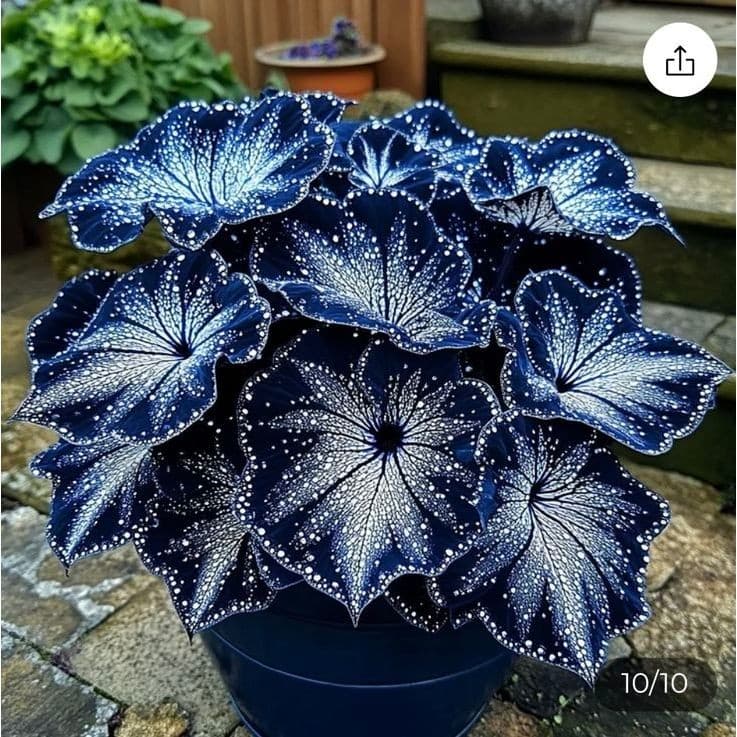 Caladium Luxtherion – 100 sementes com manual de cultivo