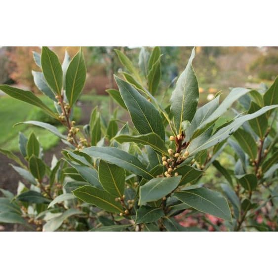 100 sements louro premiun com manual de cultivo ENVIO RÁPIDO!