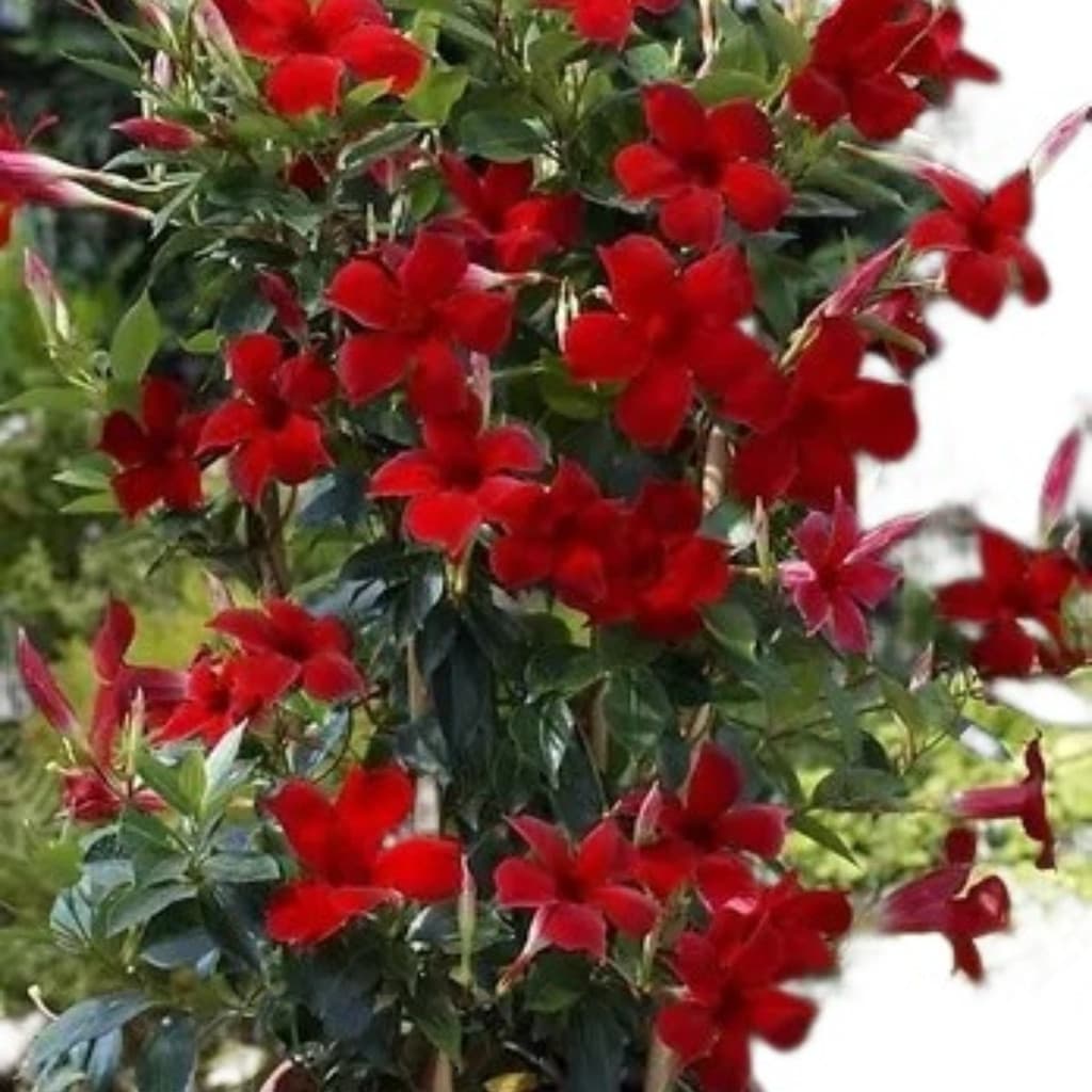 150 Sementes Dipladênia Vermelha Manual De Cultivo