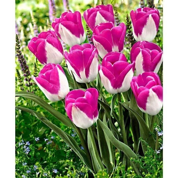 ENVIO SUPER RÁPIDO Tulipa 'Monte Carlo' – 100 sementes com manual de cultivo pronta entrega envio em 24h II T1