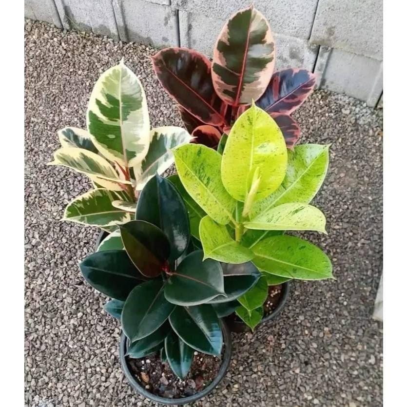 zamiocuca mix 4 especies 100 sementes com manual de cultivo  PROMO