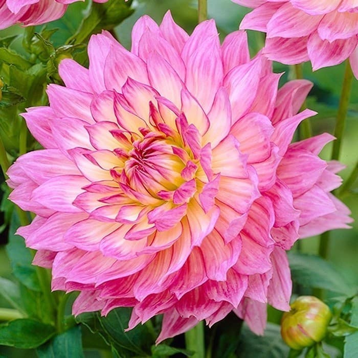 Sementes flores de dália  para jardim caseiro Sementes Originais Pronta Entrega Postagem em 24h