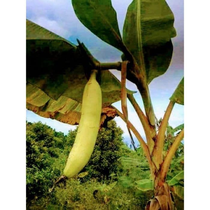 100 sements banana canoa gigante tailandesa com manual de cultivo | ENVIO RÁPIDO!!! II