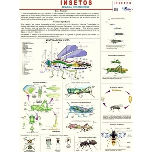 INSETOS autor Multimapas