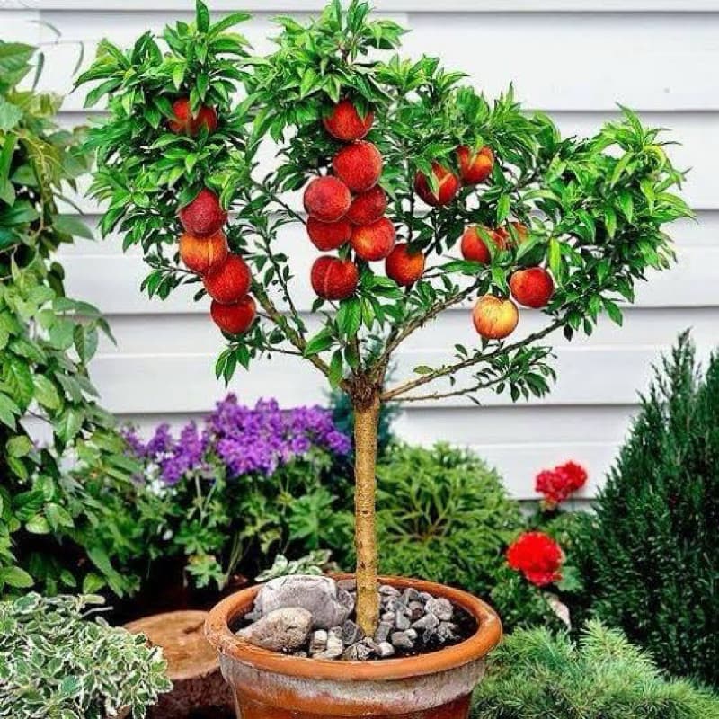 10 Sementes Maça de Vaso | PROMO