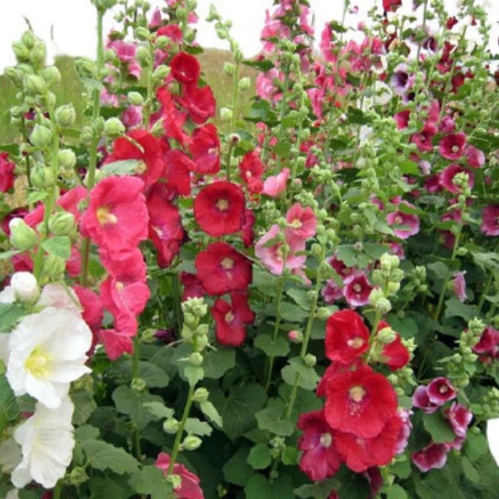 100 sementes De Malva Rosa - Malvavisco - Alcea Rosea - Flor