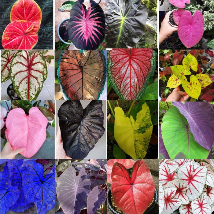 500 sements calladium sortidos mix especies com manual de cultivo h7 hg