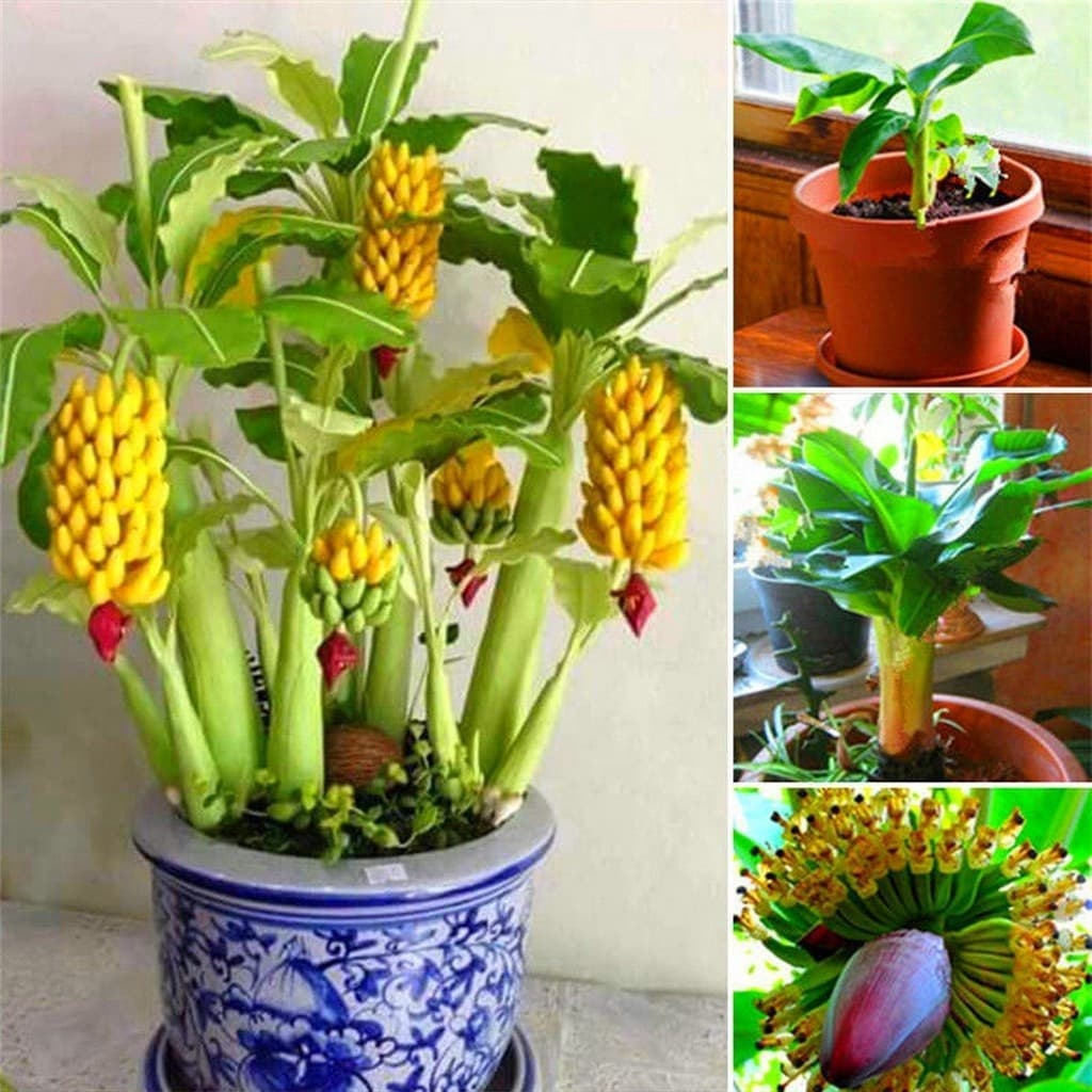 200 Mini Árvore de Banana Comestível Bonsai Envio Rápido