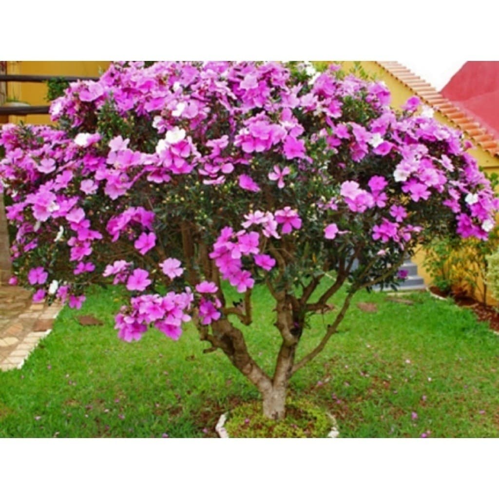 600 Sementes Para Mudas Manacá Serra Anão de jardim tibouchina