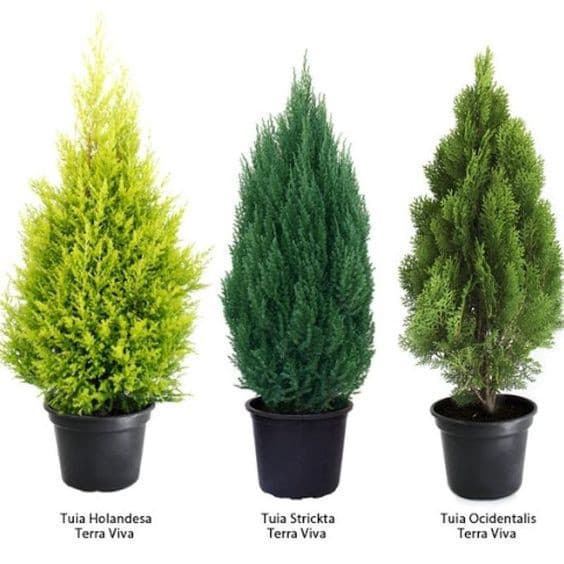 100 sements pinhieros sortidos mix 3 especies com manual de cultivo