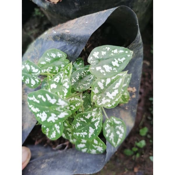 Bulbos de Caladium Anão 200 500 Sementes, embalagem em saco grande