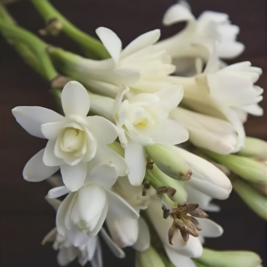 Bulbos De Dama-da-noite - Perfume Intenso Noturno Sementes de Flores Ornamentais Crescimento Rápido e Fácil