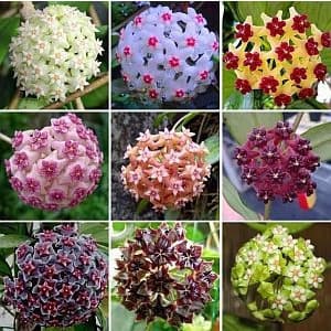 200 Variedades de Flores de Cera Misturadas com Guia de Cultivo |     Entrega expressa!