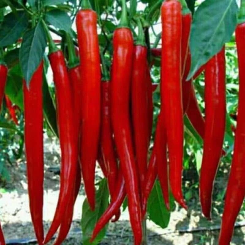 Red Hot Chili （200 500 sementes）/ Sementes de pimenta tailandesa (Super Quente) - Sementes de pimenta/Sementes de vegeta