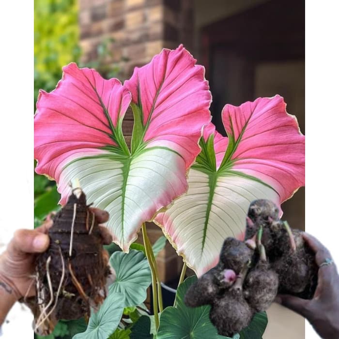 bulbo de caladium Green Galaxy (tinhorão)
