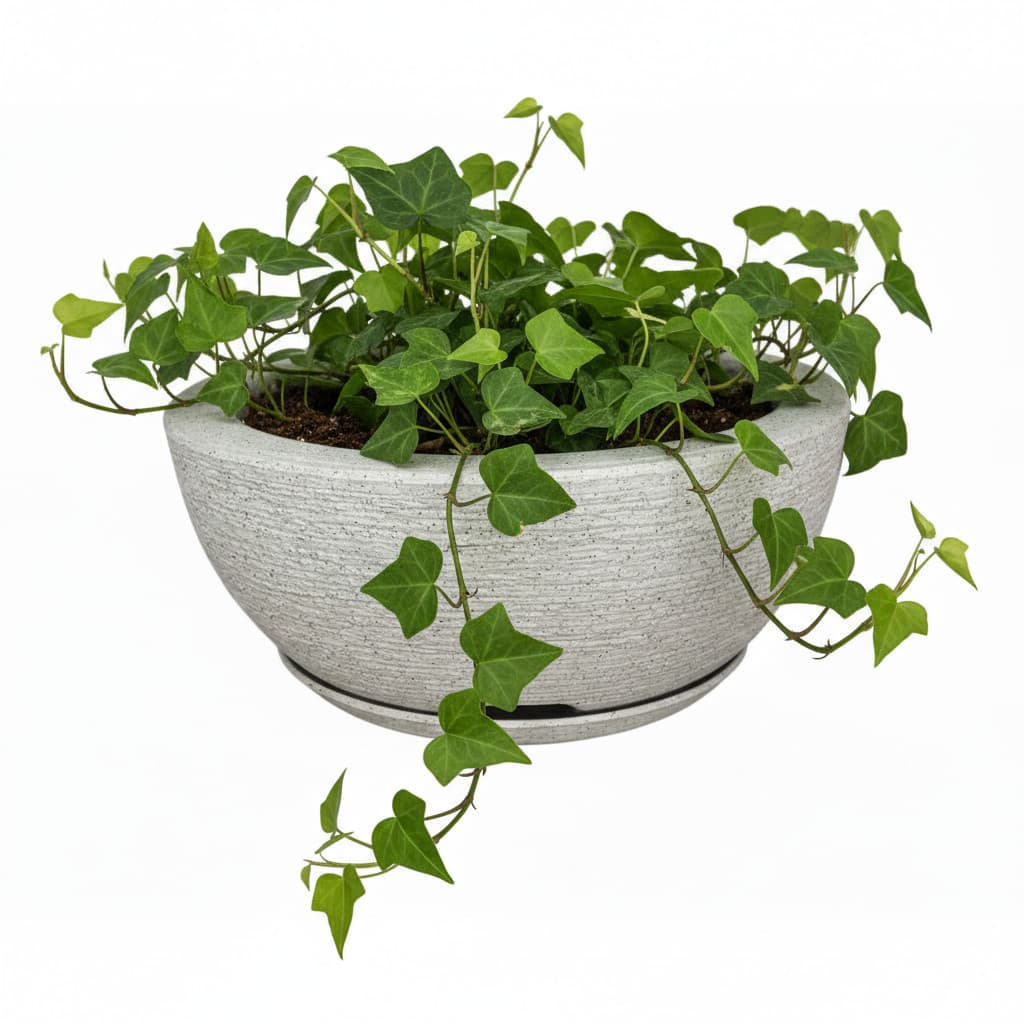 Vaso de Planta Bacia Com Prato Escovado 1 Decorativo cinza