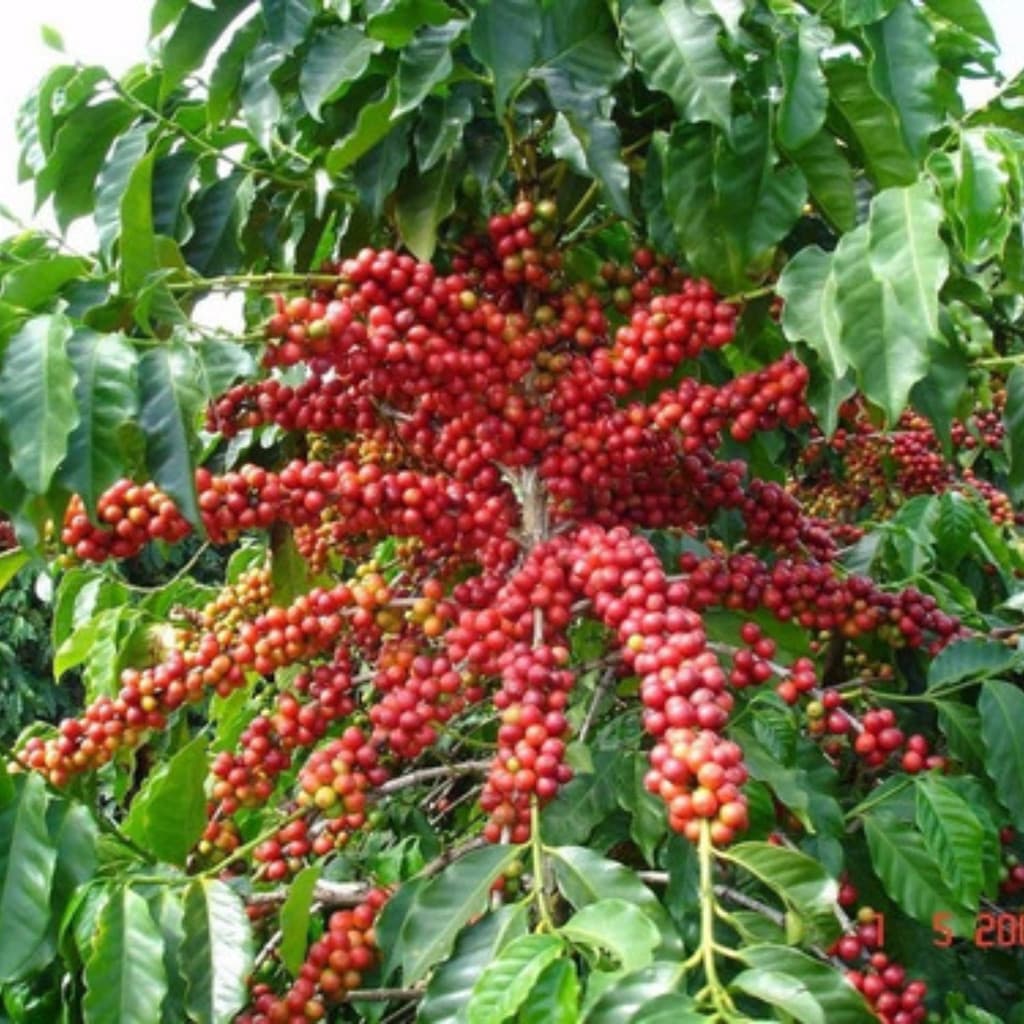 cultivo urbano 100 Sementes De Café Arábica Mundo Novo