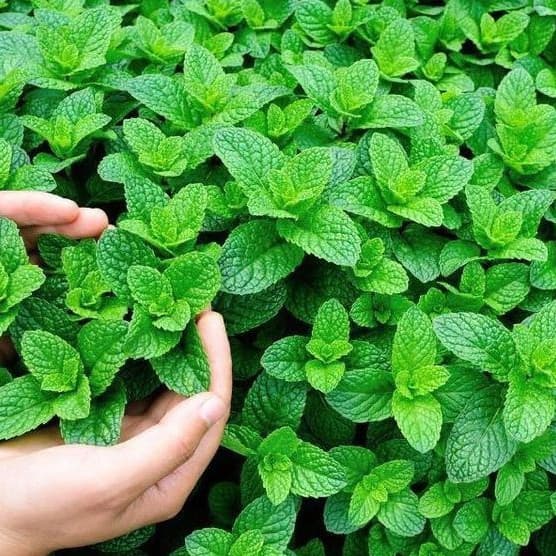 Sementes Hortelã ou Menta