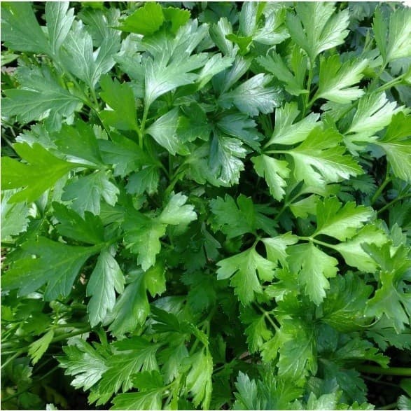 Sementes Salsa Lisa Ano Todo