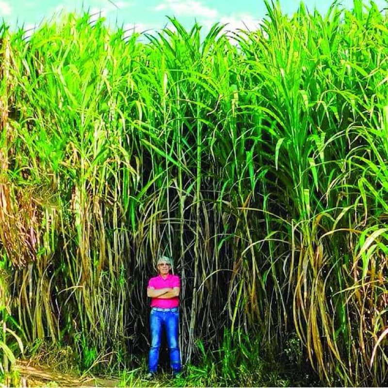 100Sementes Capim Gigante Sem Pelo com manual de cultivo