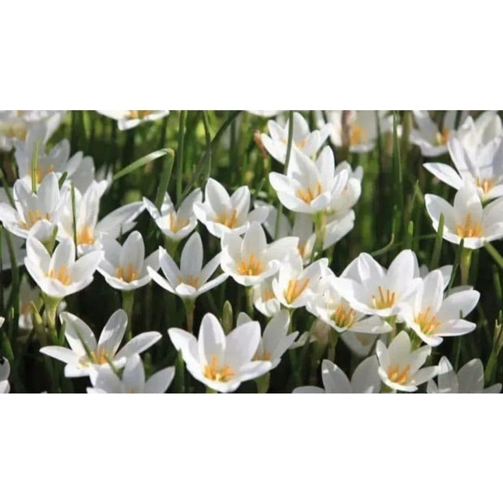 lirio do vento zaphyranthes 100 sementes com manual de cultivo SS