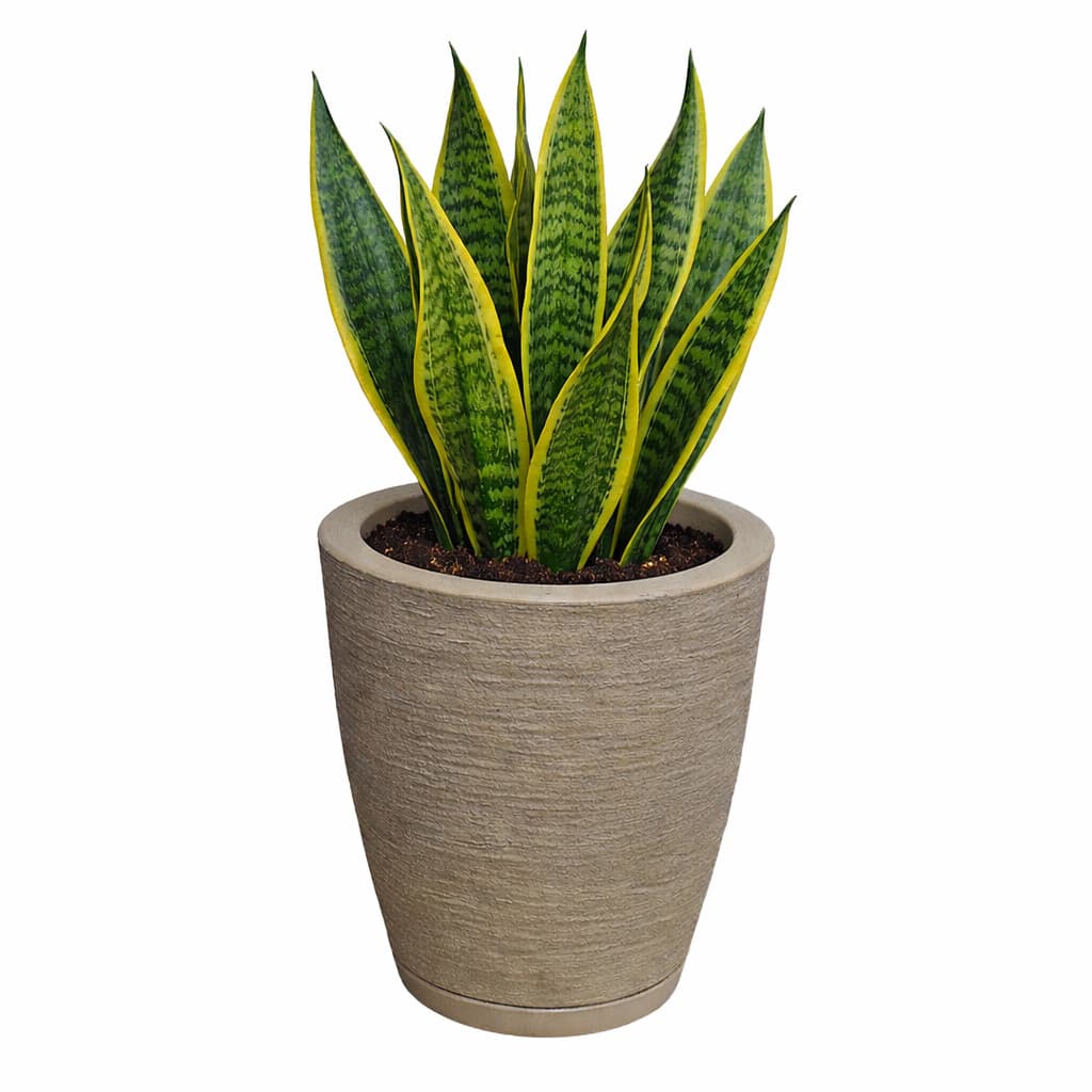 Vaso para Plantas Decorativo em Polietileno Coluna Bojo Escovado C/ Prato Coletor Bege