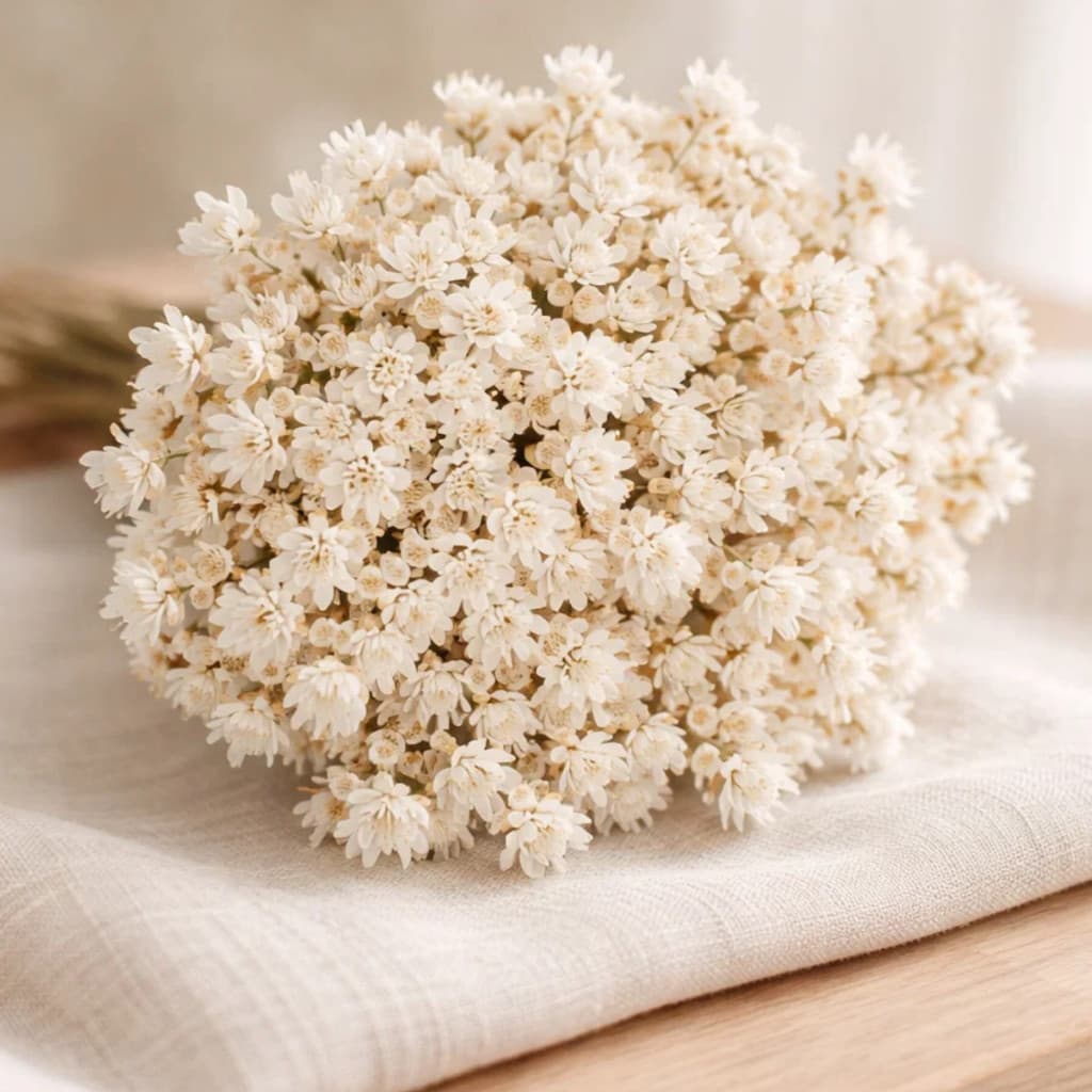 Sempre Viva Branca Natural / Conjuto de 3.000 / 900 / 300 flores secas Premium